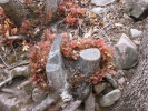 PICTURES/Ramsey Canyon Inn & Preserve/t_Ramsey Preserve - Old stump with growth.JPG